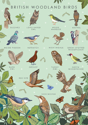 57AS65 - British Woodland Birds Nature Guide Greeting Card