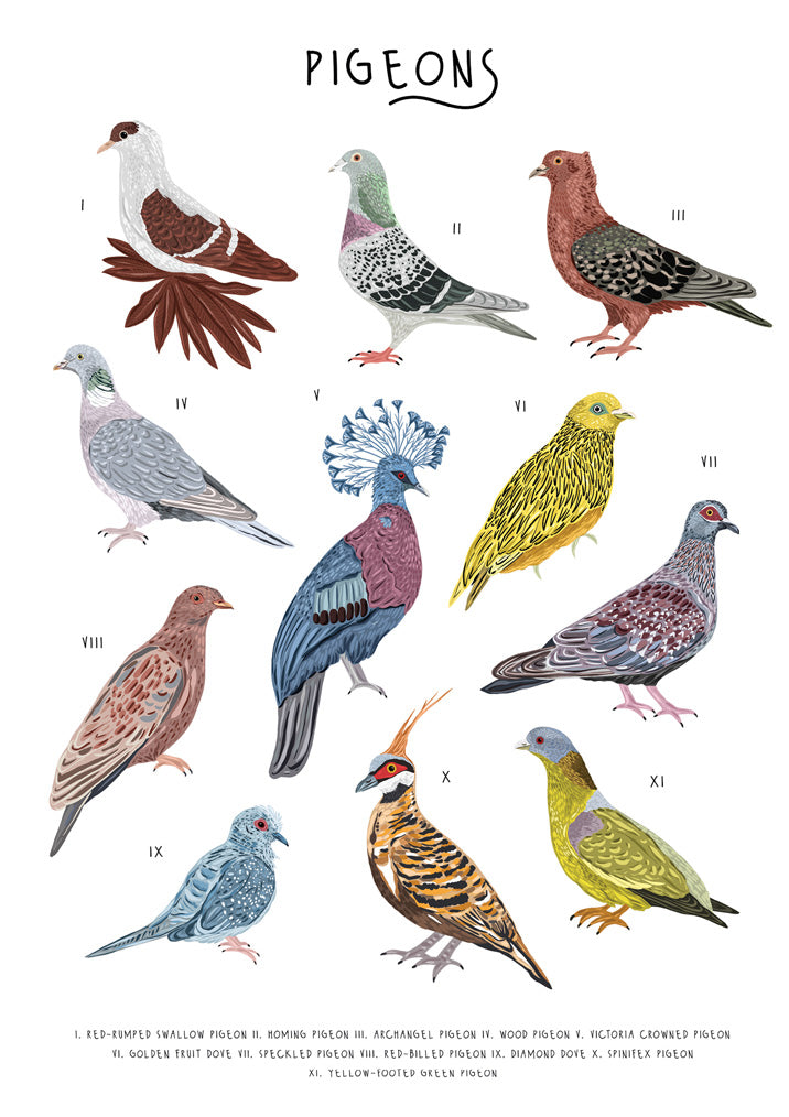 57BB104 - Pigeons Greeting Card