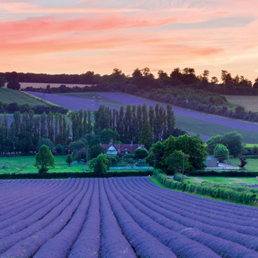 L430 - Fields of Lavender Greeting Card