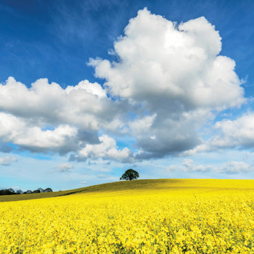 L437 - Mellow Yellow Greeting Card