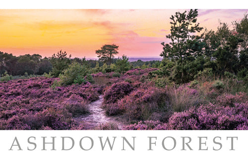 PSX519 - Ashdown Forest Postcard