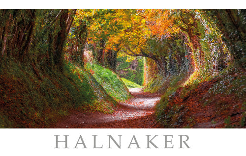 PSX524 - Halnaker West Sussex Postcard
