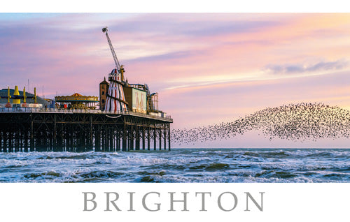 PSX553 - Starling off the Pier, Brighton Postcard