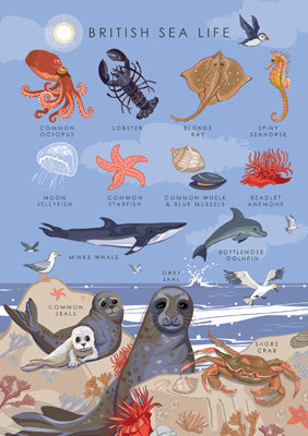 57AS106 - British Sea Life Nature Guide Greeting Card