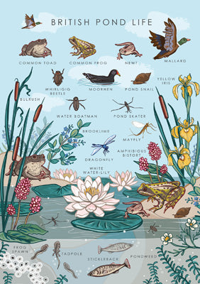 57AS132 - British Pond Life Nature Guide Card
