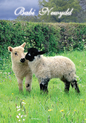 57DG05 - New Baby (Lambs) Greeting Card (Welsh)