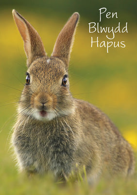 57DG13 - Pen-blwydd Hapus Rabbit Birthday Card (Welsh)