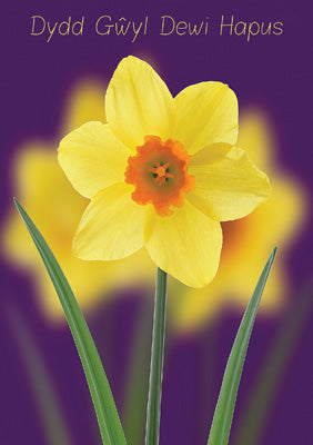 57DG16 - Happy St David's Day Daffodil Greeting Card
