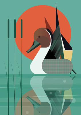 57MW10 - Pintail Duck Greeting Card
