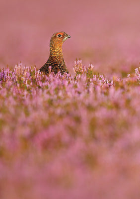 57SM70 - Red Grouse Greeting Card