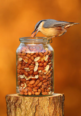 57SM76 - Nuthatch Greeting Card