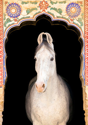 57SM82 - Marwari Horse Greeting Card