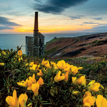 CC194 - Gorse at Rinsey Greeting Card
