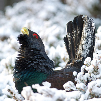 CS142 - Capercaillie in the Snow Greeting Card
