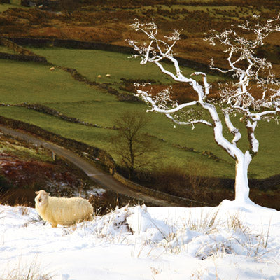 CW134 - Fresh Snowfall in Snowdonia Greeting Card