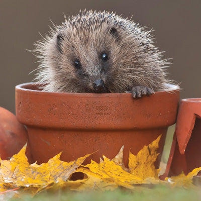 L172 - Hedgehog in Plant Pot Greeting Card