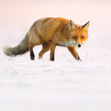 L290 - Fox in the Snow Greeting Card