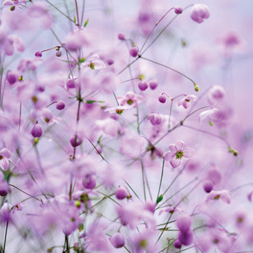 L335 - Chinese Meadow Rue Greeting Card