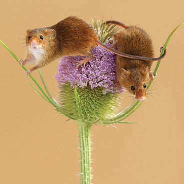 L338 - Harvest Mice Greeting Card