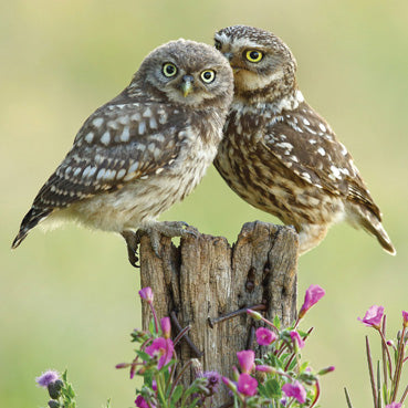L339 - Little Owls Greeting Card
