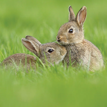 L340 - Juvenile European Rabbits Greeting Card