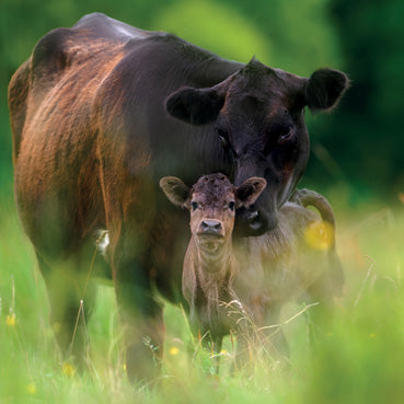 L345 - Cow and Calf Greeting Card