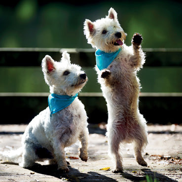 L353 - West Highland Terriers Greeting Card