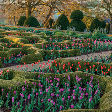 L358 - Topiary and Tulips Broughton Grange Garden Greeting Card