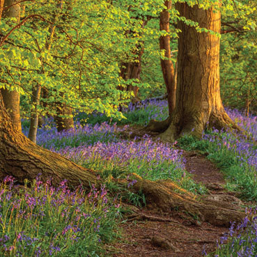 L374 - Bluebell Wood Northamptonshire Greeting Card