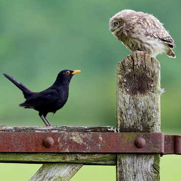 L376 - Little Owl meets Blackbird Greeting Card