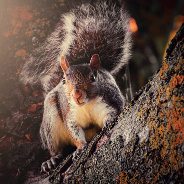 L386 - Grey Squirrel Greeting Card