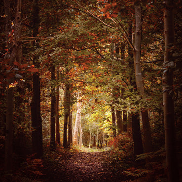 L387 - Autumn Woodlands Greeting Card