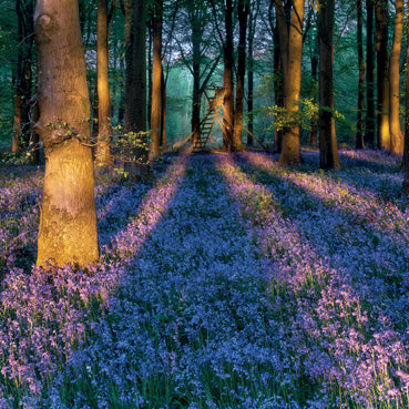 L401 - Bluebell Woods Greeting Card