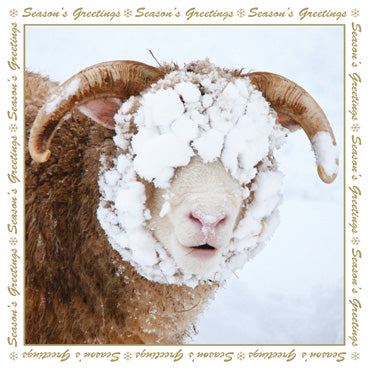 LXM122 - Snowy Sheep Christmas Pack (5 cards)