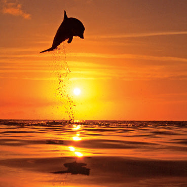 ML161 - Bottlenose Dolphin at Sunset Greeting Card