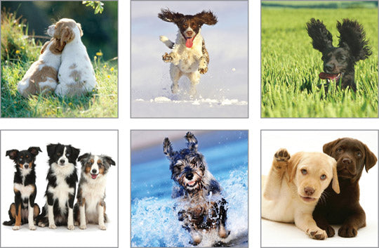 NC-DD501 - Dog Days Notecard Pack (6 Designs in Pack)