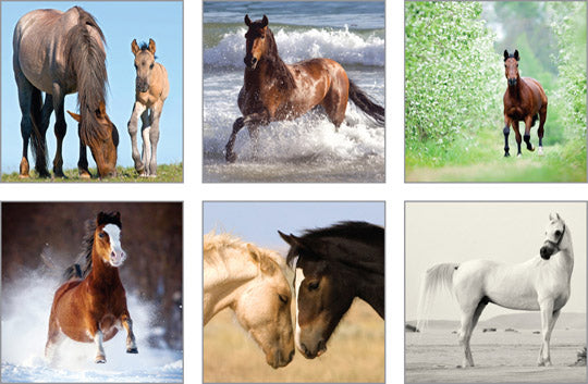 NC-HT502 - Horse Tails (Pack 2) Notecard Pack (6 designs in pack)