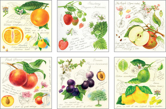 NC-RT504 - Arty Fruit Notecard Pack (6 Designs in Pack)