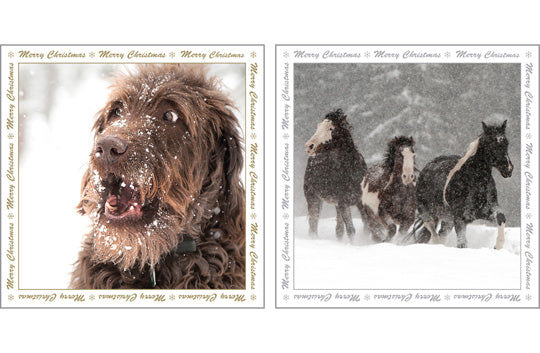 NC-XM513 - Dog and Horses in Snow Christmas Notecard Pack (6 Cards)
