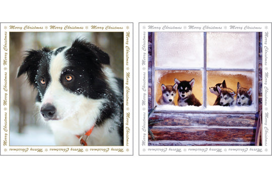 NC-XM515 - Dogs in the Snow Christmas Notecard Pack (6 cards)