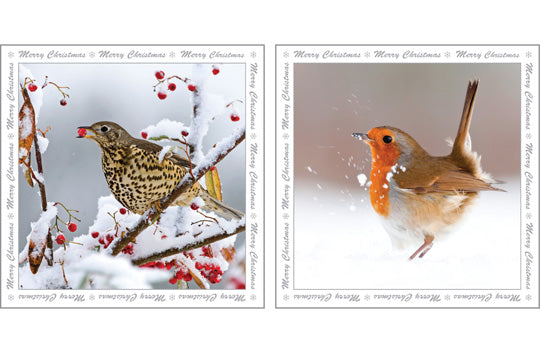 NC-XM517 - Mistlethrush and Robin Christmas Notecard Pack (6 Cards)