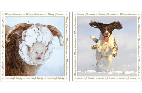 NC-XM519 - Sheep and Dog in Snow Christmas Notecard Pack (6 cards)