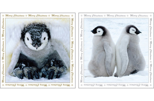 NC- XM520 - Penguin Chick Christmas Notecard Pack (6 cards)