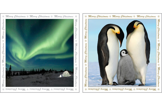 NC-XM521 - Northern Lights and Penguin Family Christmas Notecard Pack (6 cards)
