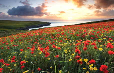 PCC514 - West Pentire Postcard