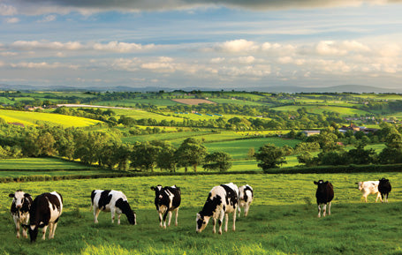 PDV516 - Cows near Morchard Bishop Postcard