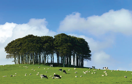 PDV555 - Beech Tree Copse Lifton Postcard