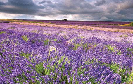 PWD516 - Cotswold Lavender Postcard