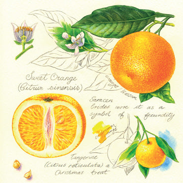 RT139 - Oranges Greeting Card
