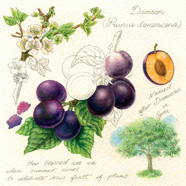 RT141 - Plums Greeting Card